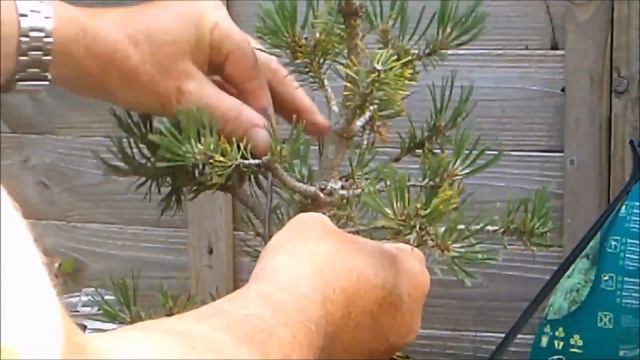 Mugo Pine "Mops" Bonsai Update June 2020 смотреть онлайн