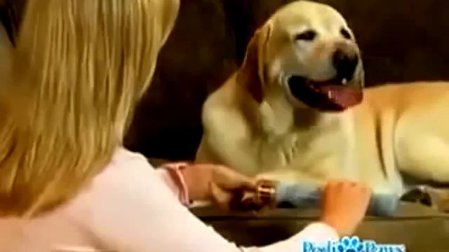 Pedi paws смотреть онлайн