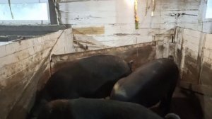 Как избавиться от мух в свинарнике.