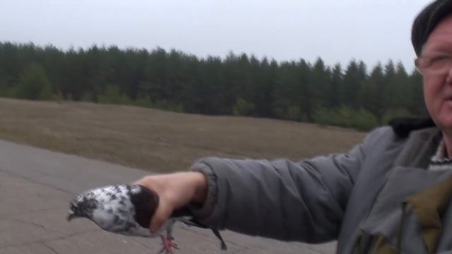 Развозим голубей для ястреба. смотреть онлайн