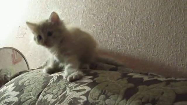 не буду расчесываться))) смотреть онлайн