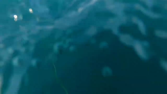 Spearfishing Israel Spanish Mackerel 11kg Испанская Макрель 11 кг 16.07.2021 פלמידה לבנה 11 קיל смотреть онлайн