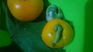 Гусеница Гоша