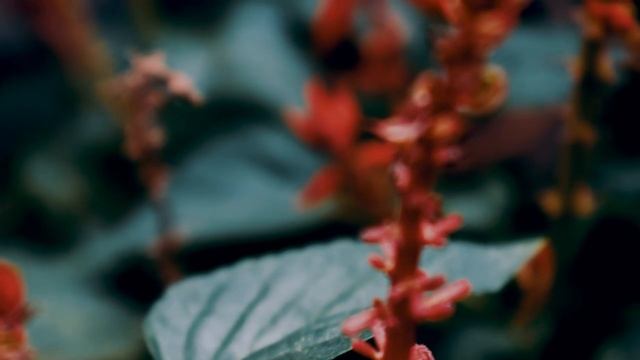 4K VIDEO NATURE RELAXATION MOVIE NIKON D3300 BY SJD смотреть онлайн