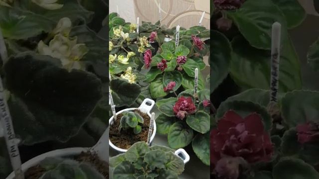Всем доброе утро, как пережила лето моя коллекция. Обзор. смотреть онлайн