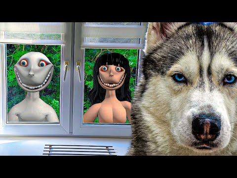 ЧЕЛОВЕК и ДЕВКА ЗА ОКНОМ в РЕАЛЬНОЙ ЖИЗНИ!! Хаски Бандит Говорящая собака смотреть онлайн