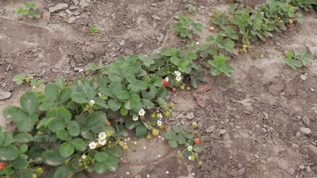 Сорт клубники Елизавета. ? Селекционер о сорте крупноплодной ремонтантной земляники Елизавета. смотреть онлайн