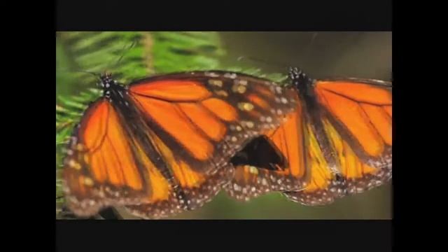 NANA LYS. La leçon du papillon.wmv смотреть онлайн