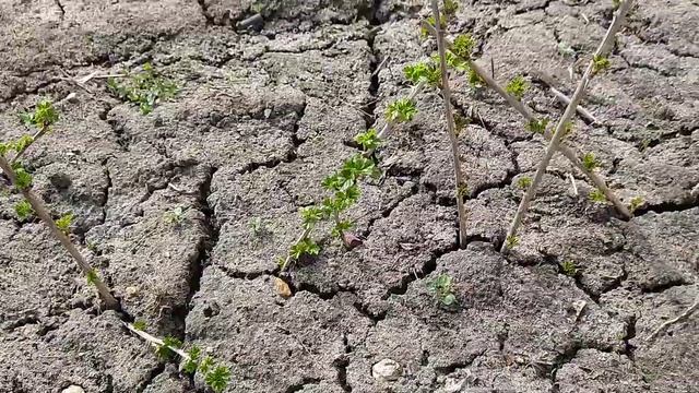 Обзор саженцев крыжовника с закрытой корневой смотреть онлайн