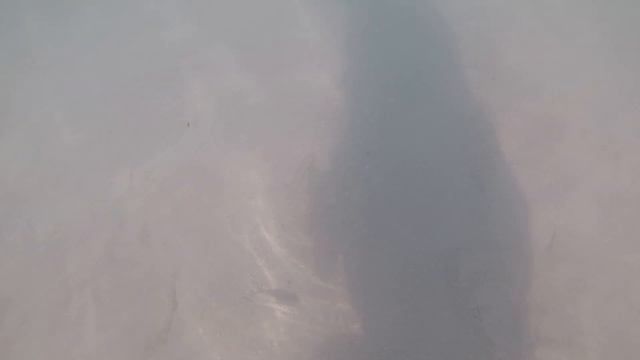 #17 Anantara The Palm Dubai Resort Video смотреть онлайн