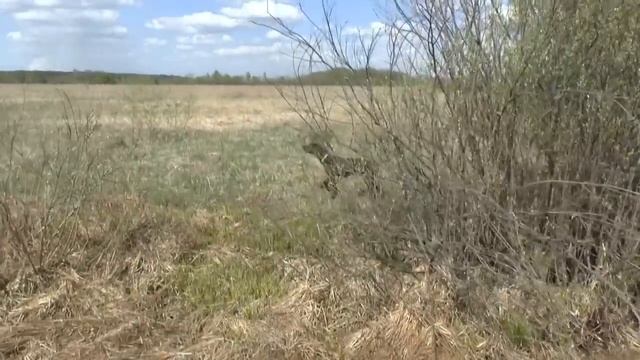 Дупель 2015 смотреть онлайн