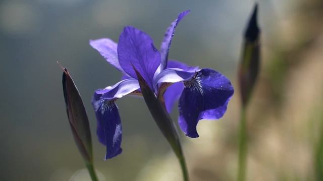 Iris in Bloom смотреть онлайн