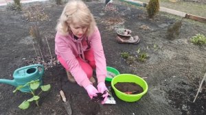 Как сажать платикодон