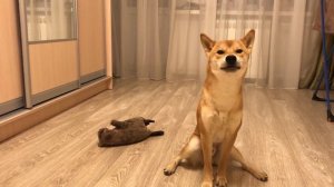 Говорящий сиба-ину. Где бобер?