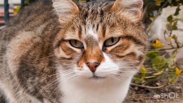 ? МЯУКАНЬЕ КОШЕК И КОТЯТ. Приятные звуки для кошек?