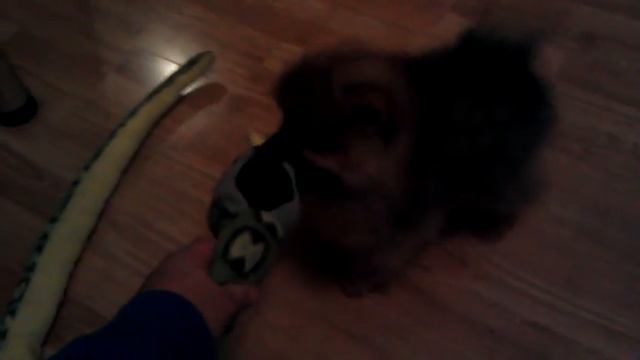 Шпиц мангуст ))) смотреть онлайн