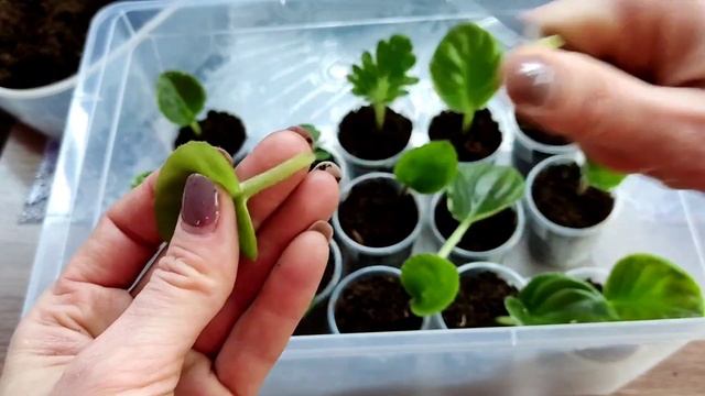 Как укоренить лист фиалки сразу в грунте! Размножение фиалок с листика. смотреть онлайн