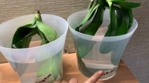 Реанимация орхидей листьями в воду