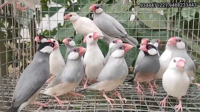 Java sparrows for sale, contact me at 9344411221,9488233443 Location: k.k.district, thuckalay. смотреть онлайн