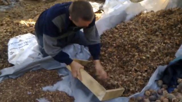 Обработка шишки))) смотреть онлайн