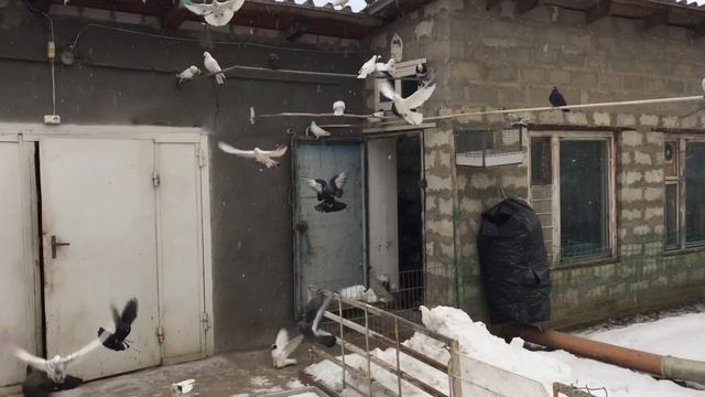 #Pigeons.Сапсан самый благородный сопереик.