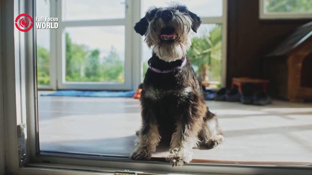 EINSTEINS Of The ANIMAL World - Top 10 Intelligent Animals