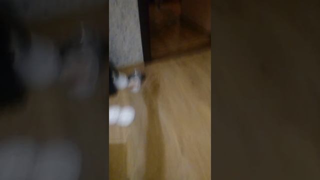 Бенгальский котёнок приносит змею.Бенгал выполняет команды.Дрессировка Бенгала.