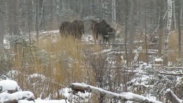 щенки зсл смотреть онлайн