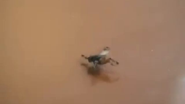 Муху несут на обед