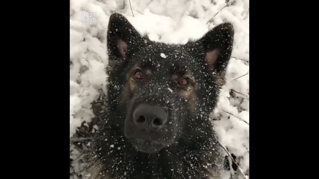 Снег кружится летает летает смотреть онлайн