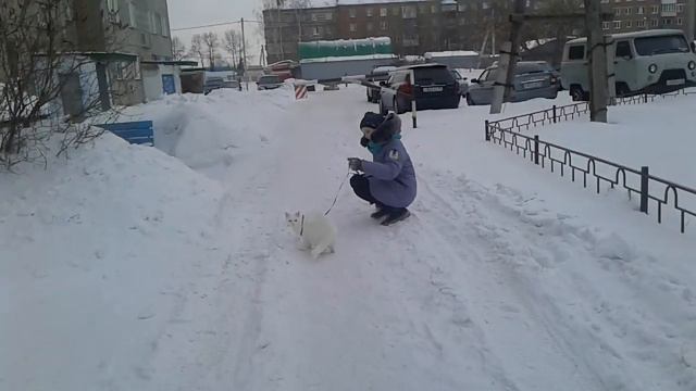 Гуляю с котом 2 часть