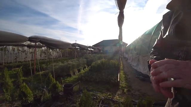 ХВОЙНИКИ, ТУИ В ВЕЛИКОВЕЧНОМ. ЦЕНЫ НИЖЕ смотреть онлайн