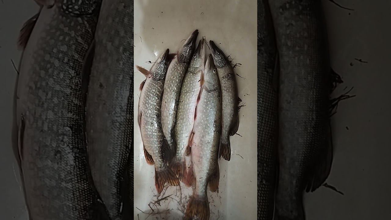 Рыбалка на спиннинг.Наловили щуки на платном водоеме. #рыбалка #shortvideo #fishing #fishingvideo смотреть онлайн