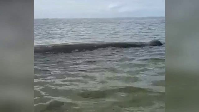 На Сахалине на мель выбросило кита смотреть онлайн