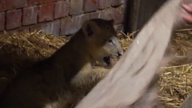 Lion cub Simba born in Singapore via artificial insemination | AFP смотреть онлайн