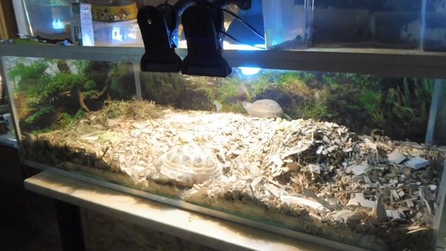 Продолжаю наблюдать за поведением среднеазиатской черепахи готовится отложить яйца 27/11/2021