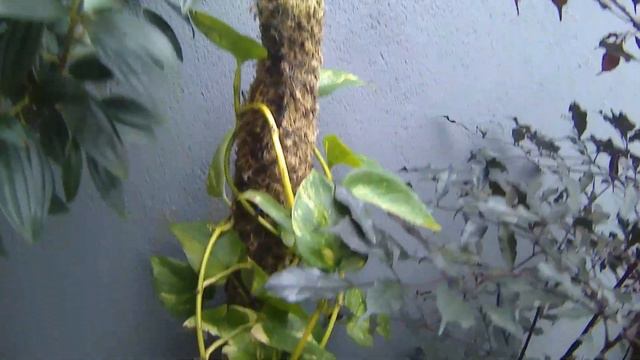 PLANTA NOVA NA COLEÇÃO JIBÓIA PRATEADA- Scindapsus pictus Argyraeus смотреть онлайн