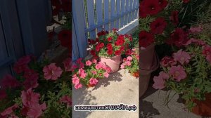 Петуния Изи Вэйв против Опера. Батл. Какая лучше?#ампельнаяпетуния #петуния #петунья