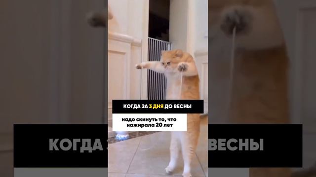 КОГДА ЗА 3 ДНЯ ДО ВЕСНЫ, надо скинуть то, что нажирала 20 лет смотреть онлайн