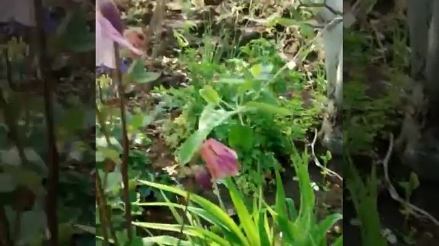 Утро на даче! Разноцветные колокольчики. смотреть онлайн