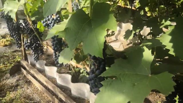 Мукузани в августе 22 года. смотреть онлайн