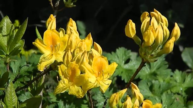 Rhododendron mollis смотреть онлайн