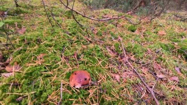 УШЕЛ В ЛЕС ЧТОБЫ ОБРЕСТИ СЧАСТЬЕ, У МЕНЯ ЮБИЛЕЙ, НА РЕЧКЕ РАЙ, ПОЗНАКОМИЛСЯ С ОТШЕЛЬНИКОМ-ФЕРМЕРОМ смотреть онлайн