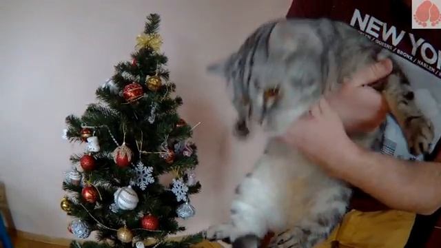 ProSisters украшают ёлку Открываем подарки Kinder Mix M&M's ProSisters trim Chrismas Tree смотреть онлайн