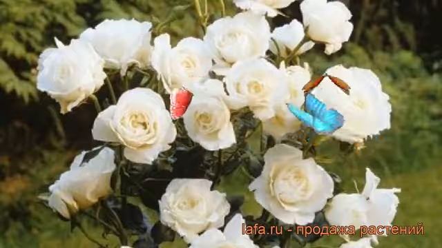 Роза флорибунда Кристалперл ? роза Кристалперл обзор: как сажать саженцы розы Кристалперл смотреть онлайн