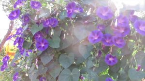 Ипомея красивая лиана для живой изгороди на участке: выращивание ипомеи