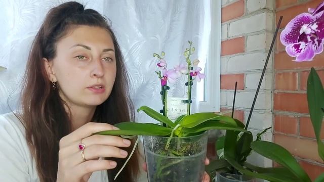 Просто ПОСТАВЬ в Это ОРХИДЕЮ и КОРНИ ВЫРАСТУТ ЖИРНЫЕ Цветение будет БЕСКОНЕЧНОЕ смотреть онлайн