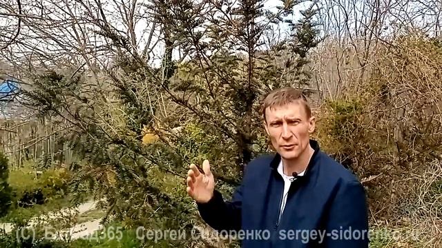 Главное о Тиссах