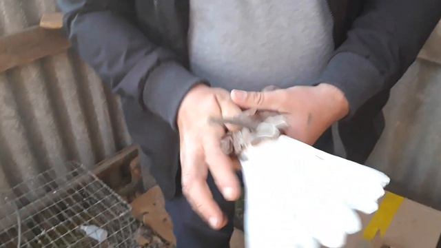 Приехала посылка с Новочеркаска подарок ГОЛУБИ смотреть онлайн