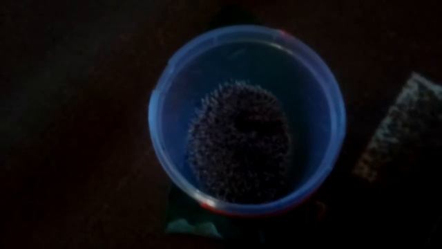 Иголки ежа смотреть онлайн